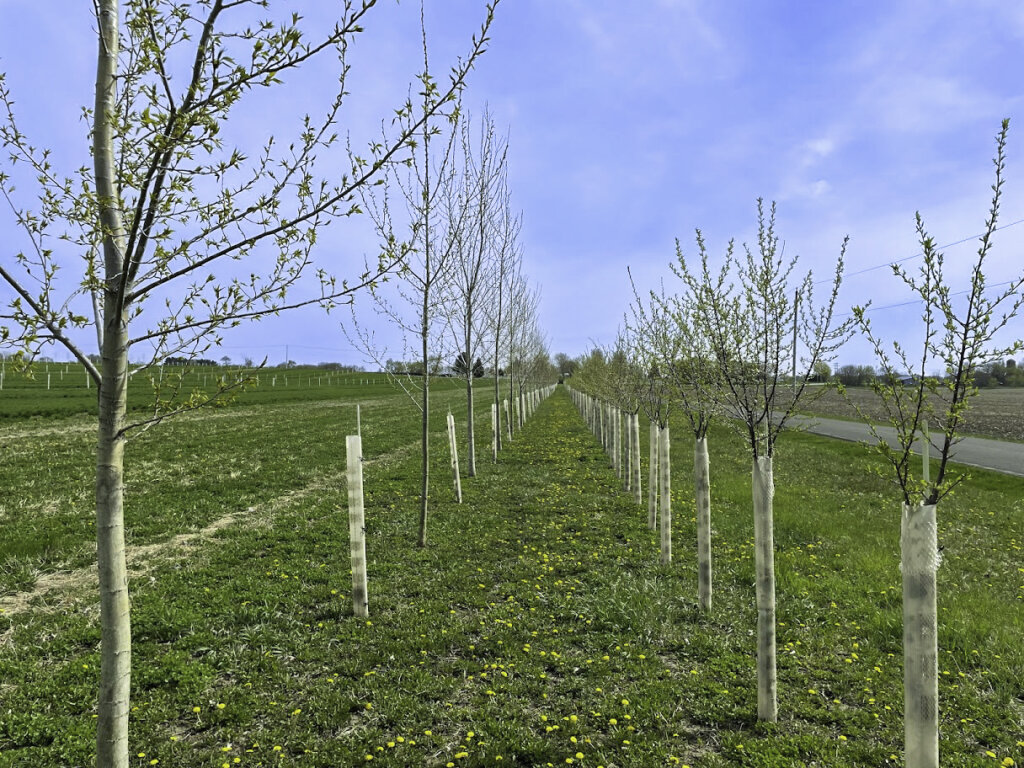 View in between alley of Wild plum and White Poplar Oak trees in alley cropping system at Silverwood Park agroforestry demonstration farm in Edgerton Wisconsin.