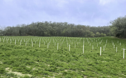 Field of newly planted agroforestry alley cropping system at Savanna Institute's North agroforestry demonstration farm in Spring Green Wisconsin.