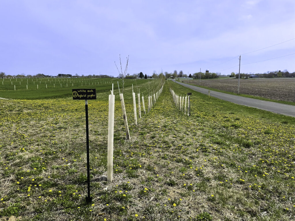 Close up view of White Poplar Oak trees in agroforestry alley cropping system at Silverwood Park agroforestry demonstration farm in Edgerton Wisconsin.