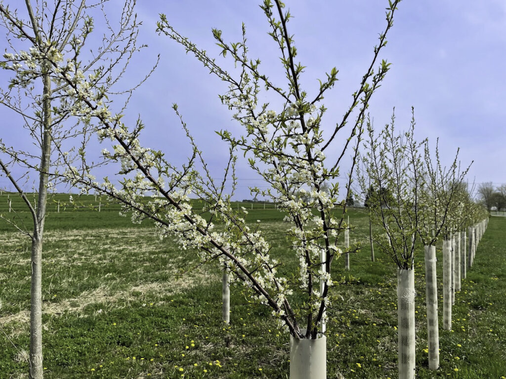 Close-up of wild plum tree white flowers in agroforestry alley cropping system at Silverwood Park agroforestry demonstration farm in Edgerton Wisconsin.