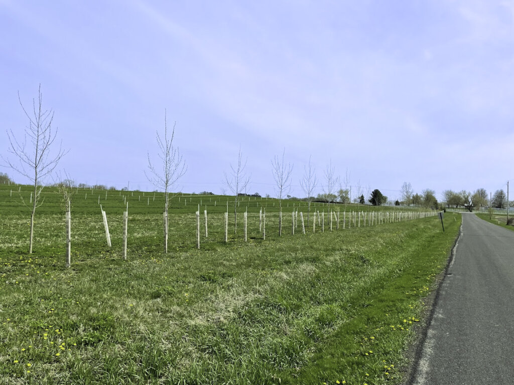 Side view of Wild plum and White Poplar Oak trees in agroforestry alley cropping system at Silverwood Park agroforestry demonstration farm in Edgerton Wisconsin.
