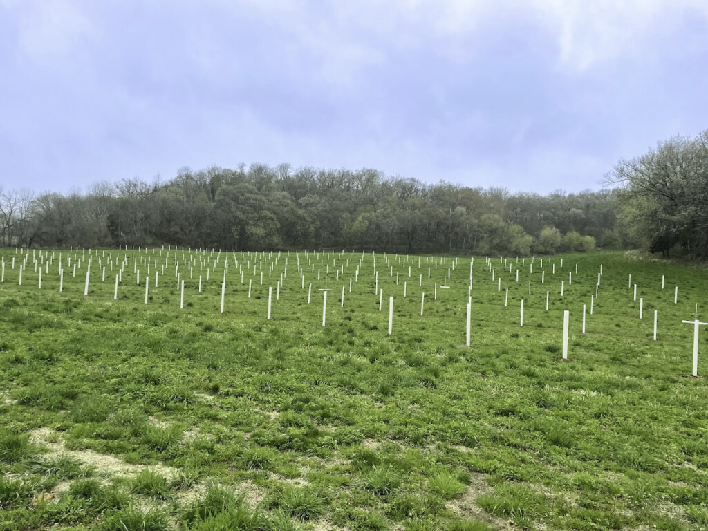 Field of Chestnut saplings in agroforestry alley cropping system at Savanna Institute's North agroforestry demonstration farm in Spring Green Wisconsin.