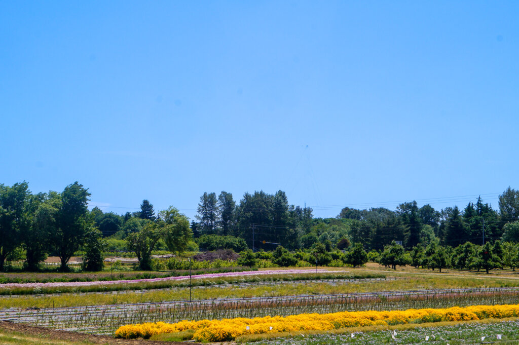 View of agroforestry demonstration farm with Hazelnut trees, Cherry trees, Genista Lydia, and other perennial plants at Oregon State University.