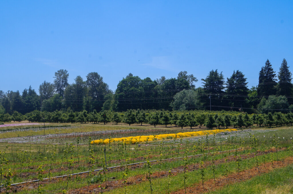 Wide view of agroforestry demonstration farm with Hazelnut trees, Cherry trees, Genista Lydia, and other perennial plants at Oregon State University.