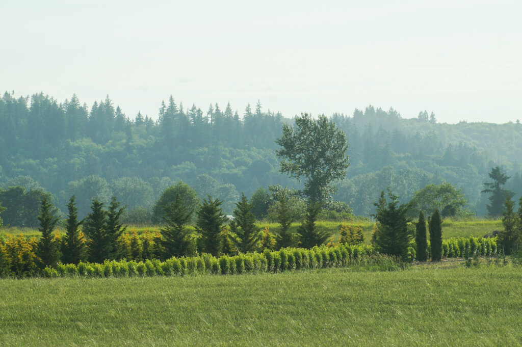 Agroforestry forest farming system with spruce trees and perennial shrubs behind field of pasture in Snohomish Washington.