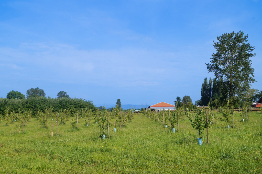 Alley cropping system of apple trees and pasture with blue mountains and red barn in the background at Washington state agroforestry demonstration farm.