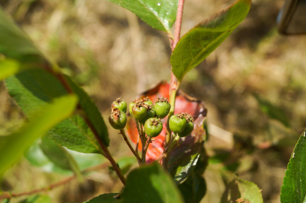 Young green Aronia berries growing in agroforestry alley cropping system with red leaf background at Washington agroforestry demonstration farm.