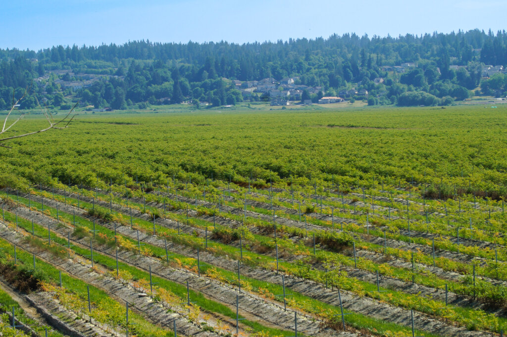 Massive blueberry agroforestry farm in Washington state.