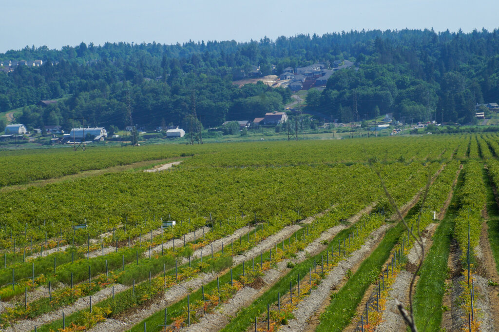 View down alleys of massive blueberry agroforestry farm in Washington state with powerlines and houses in background.