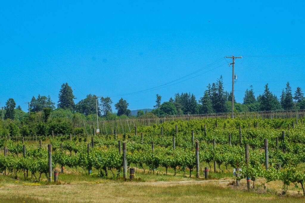 Blueberry and pasture agroforestry alley cropping system with hazelnut trees and hops growing in the background at Oregon agroforestry demonstration farm.