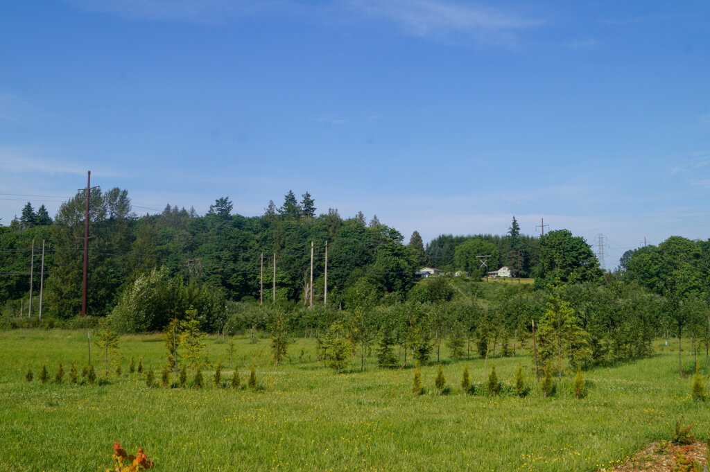 Cedar, spruce, and pine trees in agroforestry ally cropping system planted in form of a cathedral at Washington agroforestry demonstration farm.