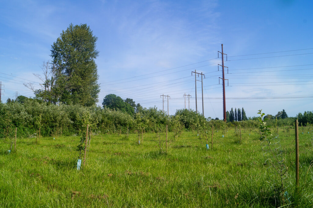 Side view of Cider apple agroforestry alley cropping system with power lines in background at Washington agroforestry demonstration farm.