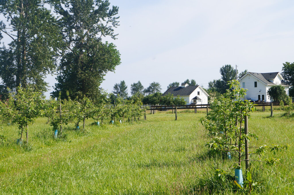Cider apple agroforestry alley cropping system in front of white house and garage at Washington agroforestry demonstration farm.