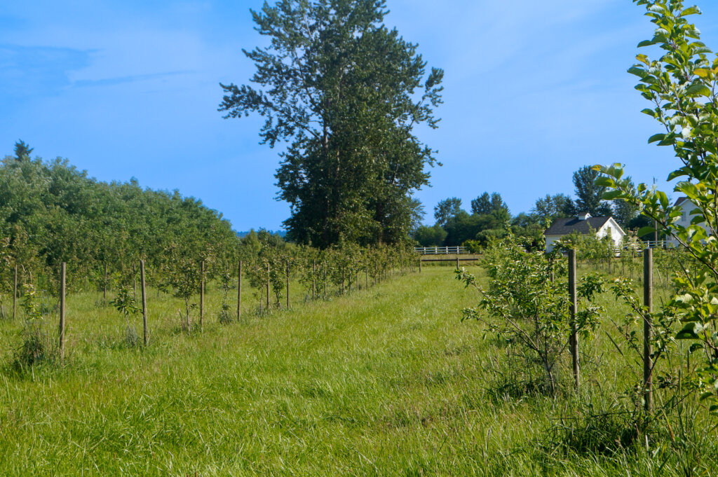 Cider apple agroforestry alley cropping system in front of white garage at Washington agroforestry demonstration farm.