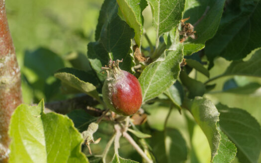Close up of red Cider apple growing in agroforestry alley cropping system at Washington agroforestry demonstration farm.