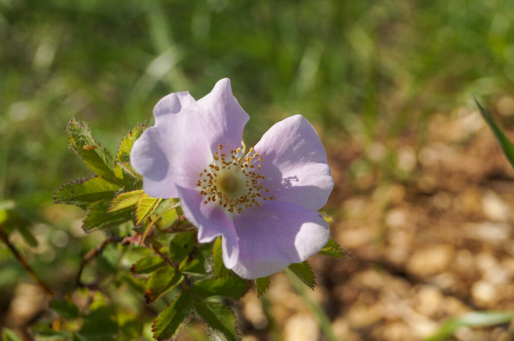 Close up of Dog Rose flower growing in agroforestry forest farming system at Washington agroforestry demonstration farm.