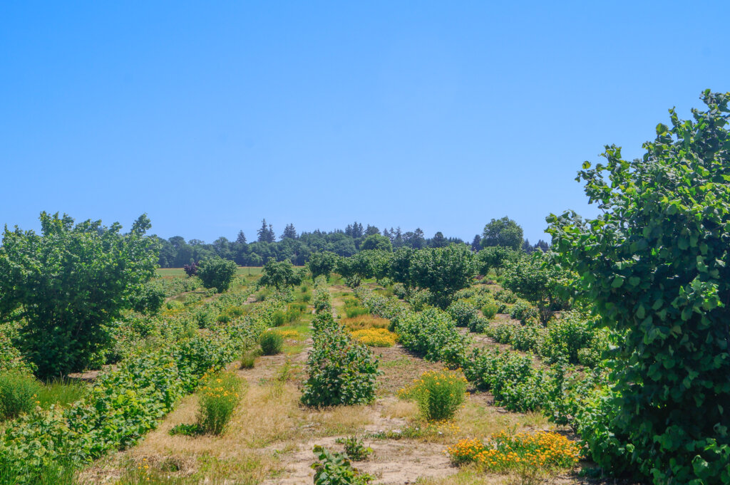 Agroforestry forest farming system growing at Oregon State University agroforestry demonstration farm.