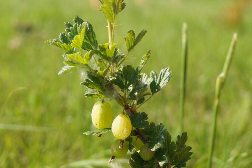 Close-up of light green gooseberry tree growing in alley cropping agroforestry system at Washington agroforestry demonstration farm.