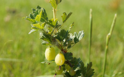 Close-up of light green Gooseberry tree growing in alley cropping agroforestry system at Washington agroforestry demonstration farm.