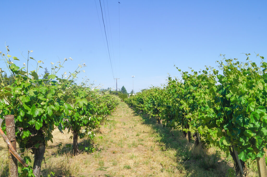 View down alley of grape trees growing in agroforestry alley cropping system at Oregon agroforestry demonstration farm.