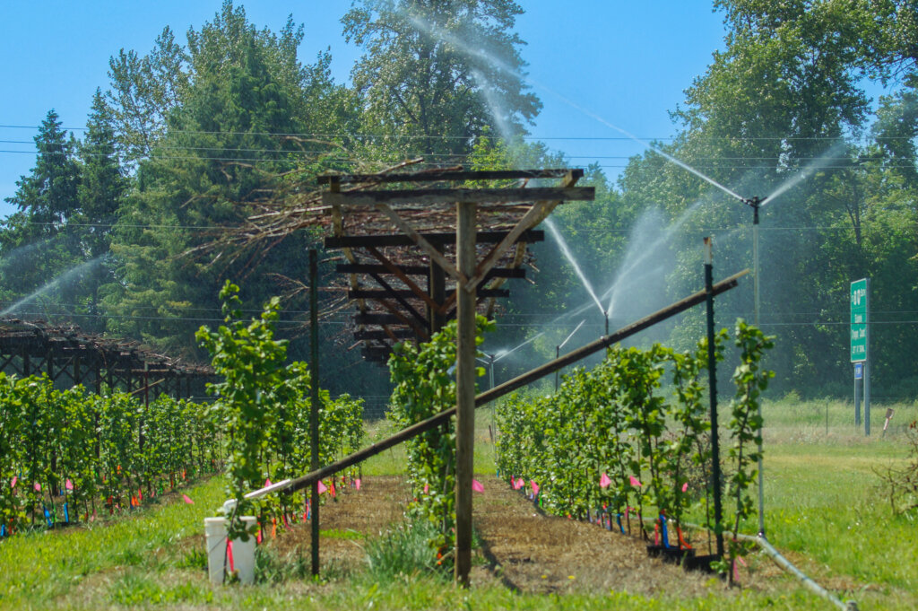 Hazelnut trees with wooden bar in front of them being irrigated under pergola growing in alley cropping system at Oregon agroforestry demonstration farm.