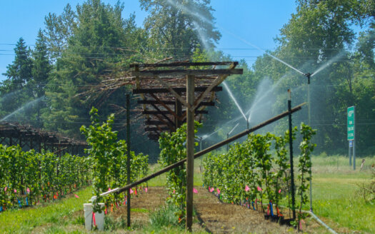 Hazelnut trees being watered under pergola growing in alley cropping system at Oregon State University agroforestry demonstration farm.
