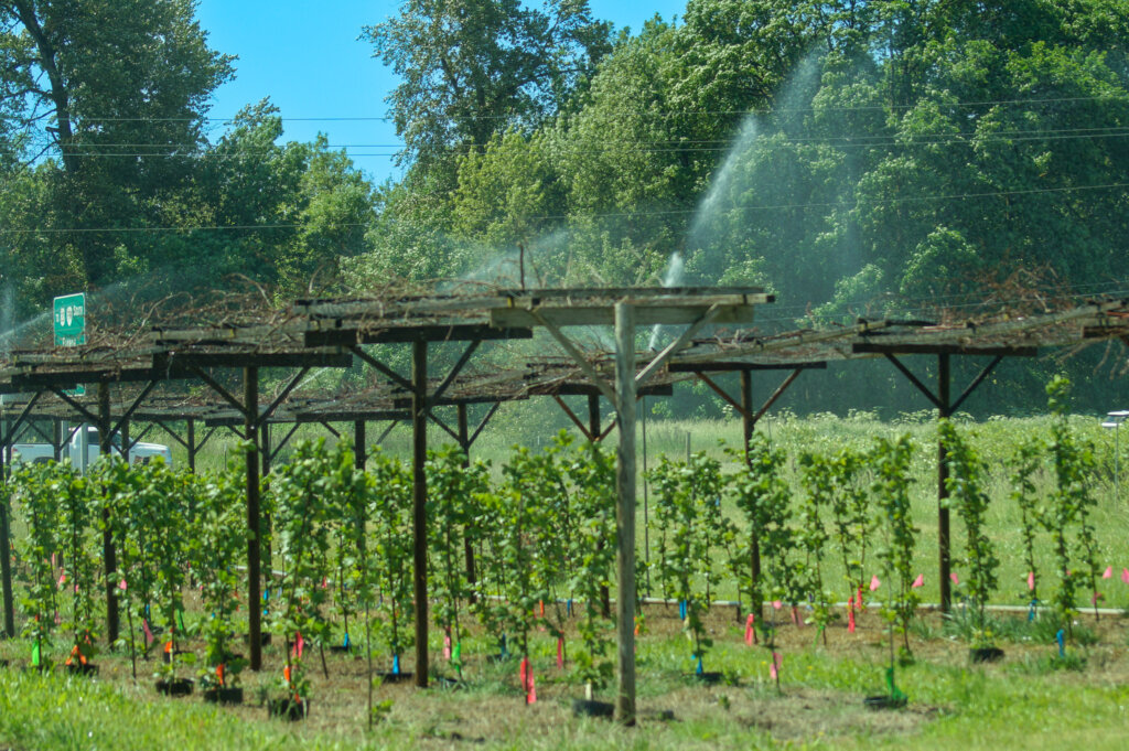 Side view of Hazelnut trees being irrigated under pergola growing in alley cropping system at Oregon State University agroforestry demonstration farm.