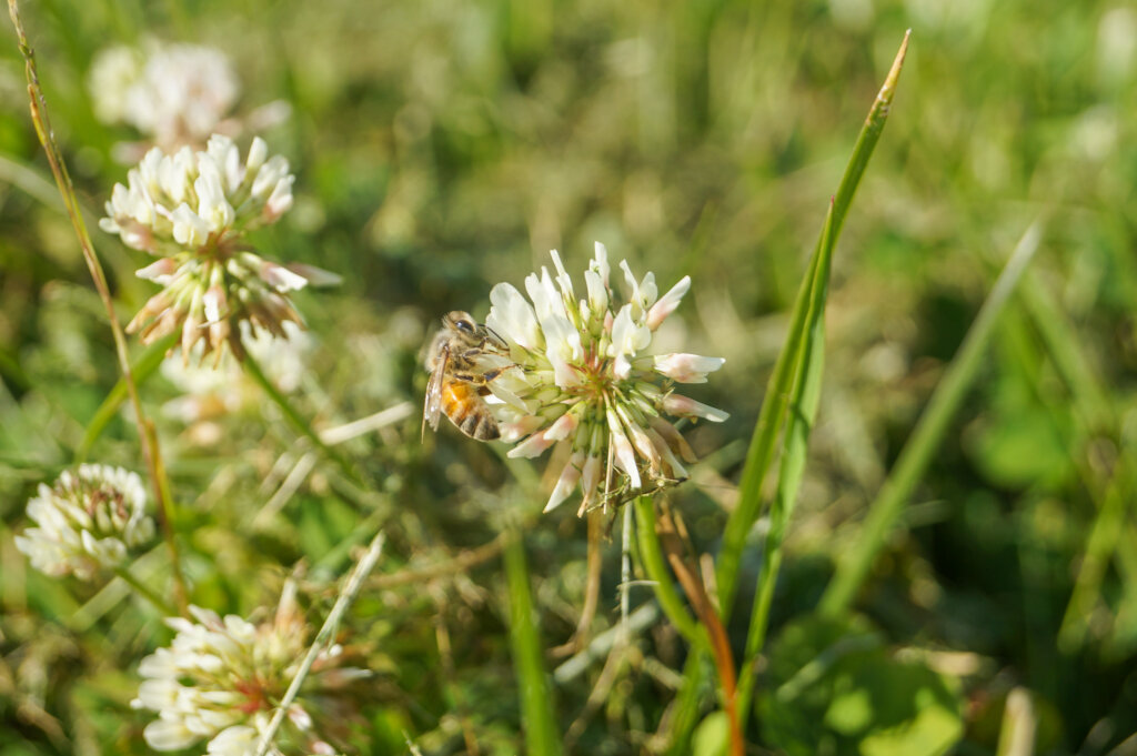 Close-up of a honey bee pollinating white clover in agroforestry alley cropping system at Washington agroforestry demonstration farm.