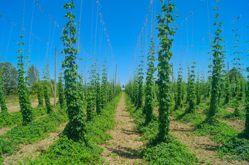 Rows of ten foot tall green Hops growing at Oregon State University agroforestry demonstration farm.