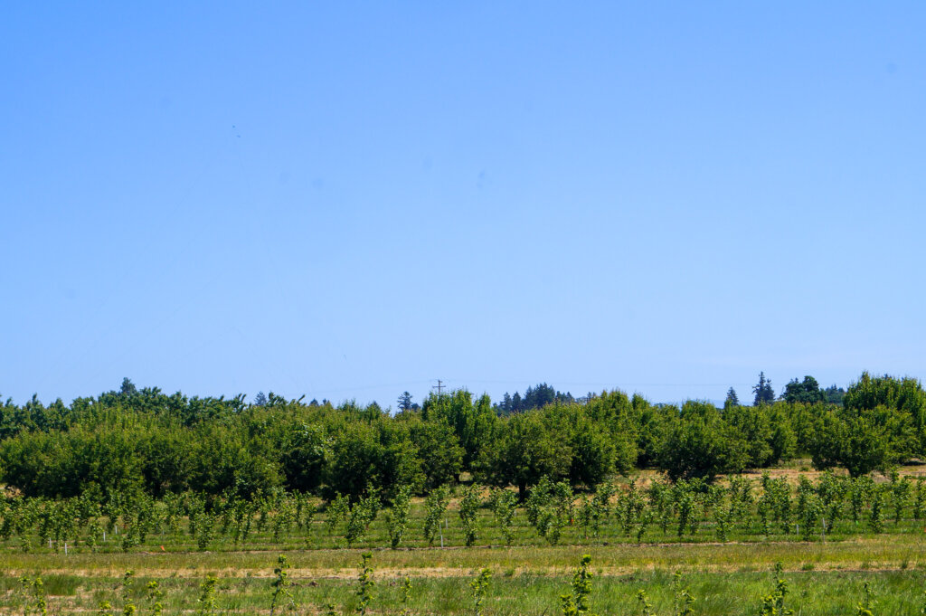 View of mature and sapling Hazelnut trees in agroforestry alley cropping system at Oregon State University agroforestry demonstration farm.