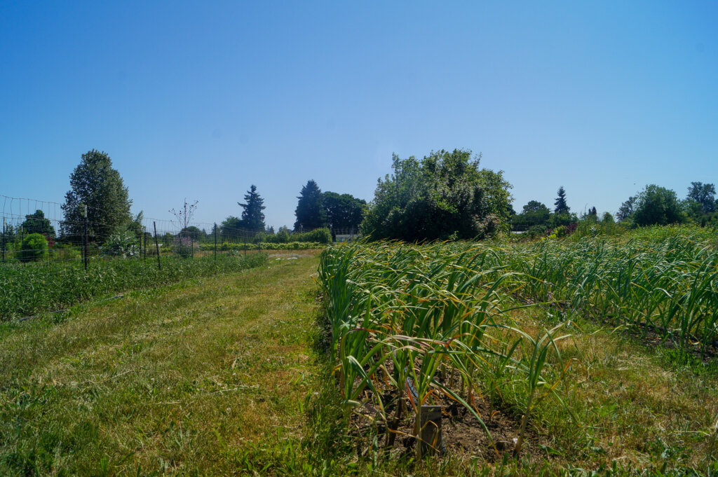 Alley cropping view of perennial garlic and pasture at Oregon State University agroforestry demonstration farm.