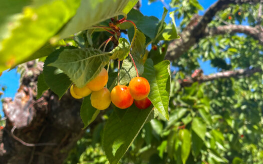 Close up of Rainier cherry tree cherries in agroforestry alley cropping system at Oregon State agroforestry demonstration farm.