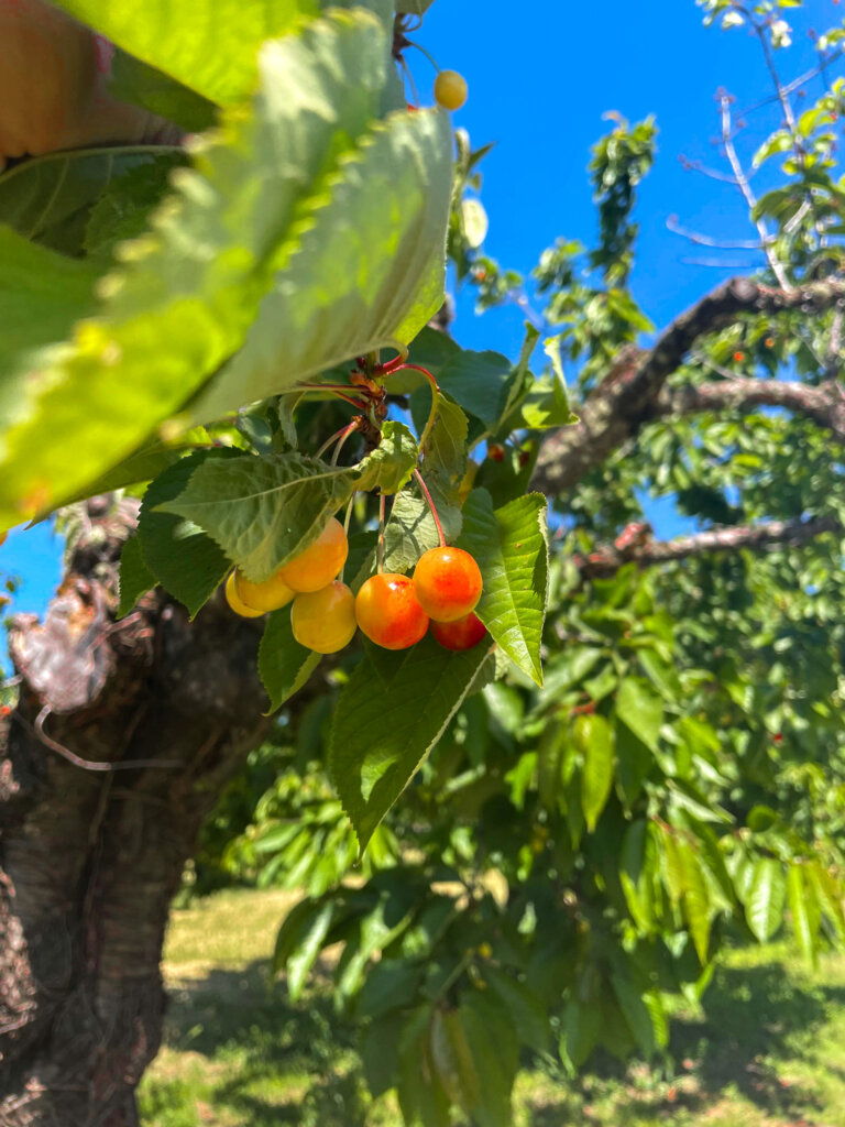 Close-up of Rainier cherry tree cherries in agroforestry alley cropping system at Oregon State agroforestry demonstration farm.