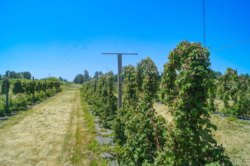 Red raspberry shrubs growing in the shape of a wreath in an alley at Oregon State University agroforestry demonstration farm.