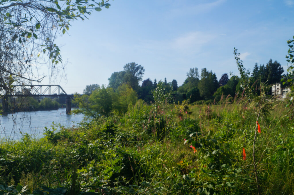 Agroforestry riparian buffer on the banks of the Snohomish River at Pilchuck Julia Landing Park in Snohomish County Washington.