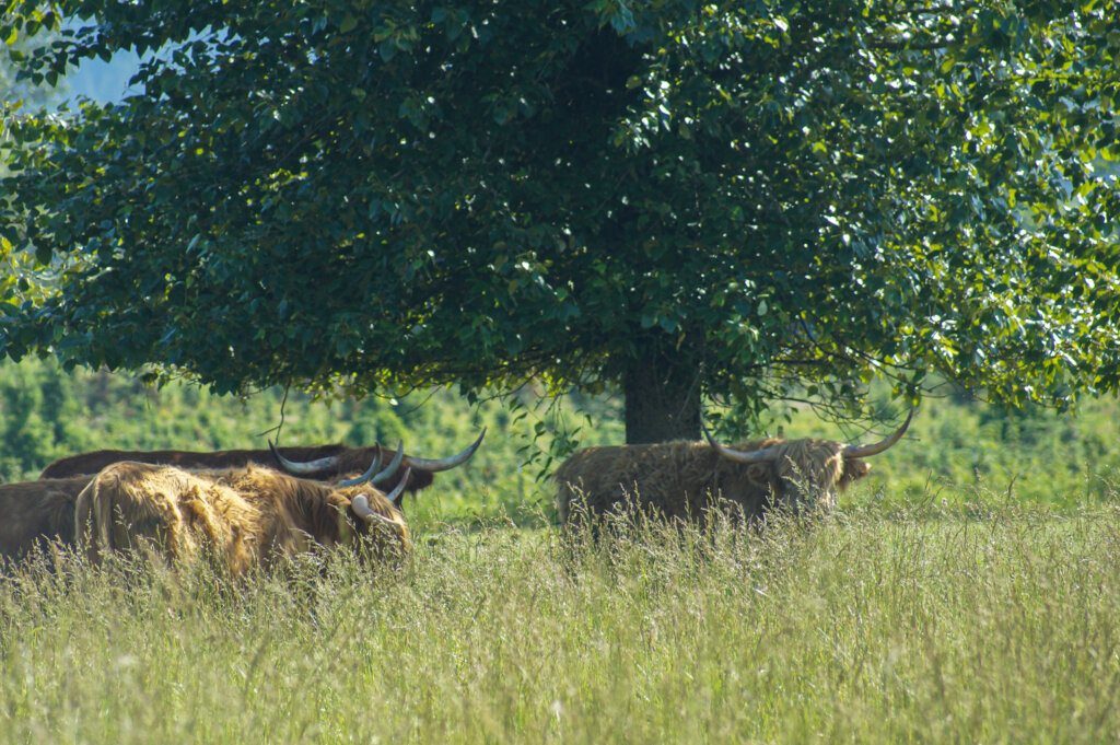 Silvopasture agroforestry system with cattle cooling off under shade of locust tree in a pasture at Washington agroforestry demonstration farm.
