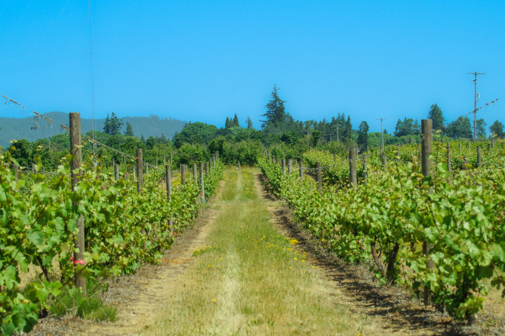 Alley cropping view of blueberries and pasture at Oregon State University agroforestry demonstration farm.