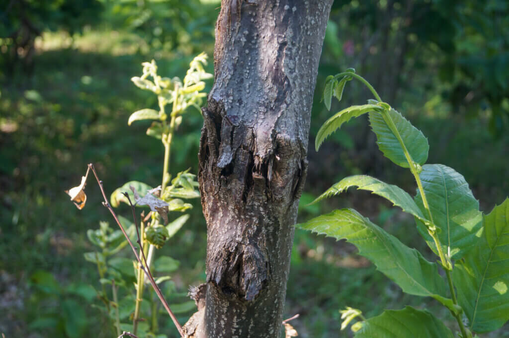 Close up of Chestnut Blight canker on Chinese chestnut tree trunk killing some of the bark.