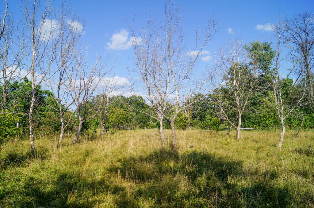 Dozen bare and dead chestnut trees killed by oak wilt at Red Fern Farm in Wapello, Iowa.