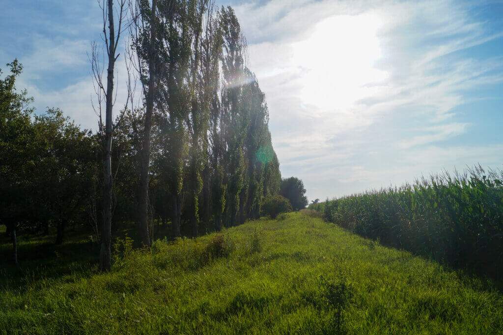 Agroforestry windbreak of Theves poplar along the edge of Red Fern Farm to protect against herbicide drift from neighboring cornfield.