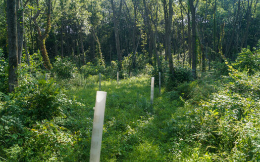 Black walnut trees being planted under the canopy of an unmanaged forest.