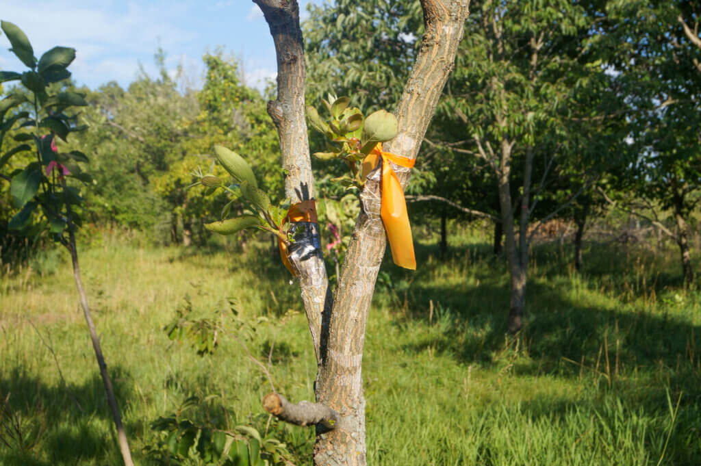 Close up of grafted persimmon tree wrapped in clear grafting tape and marked by orange tape shining in sunlight.